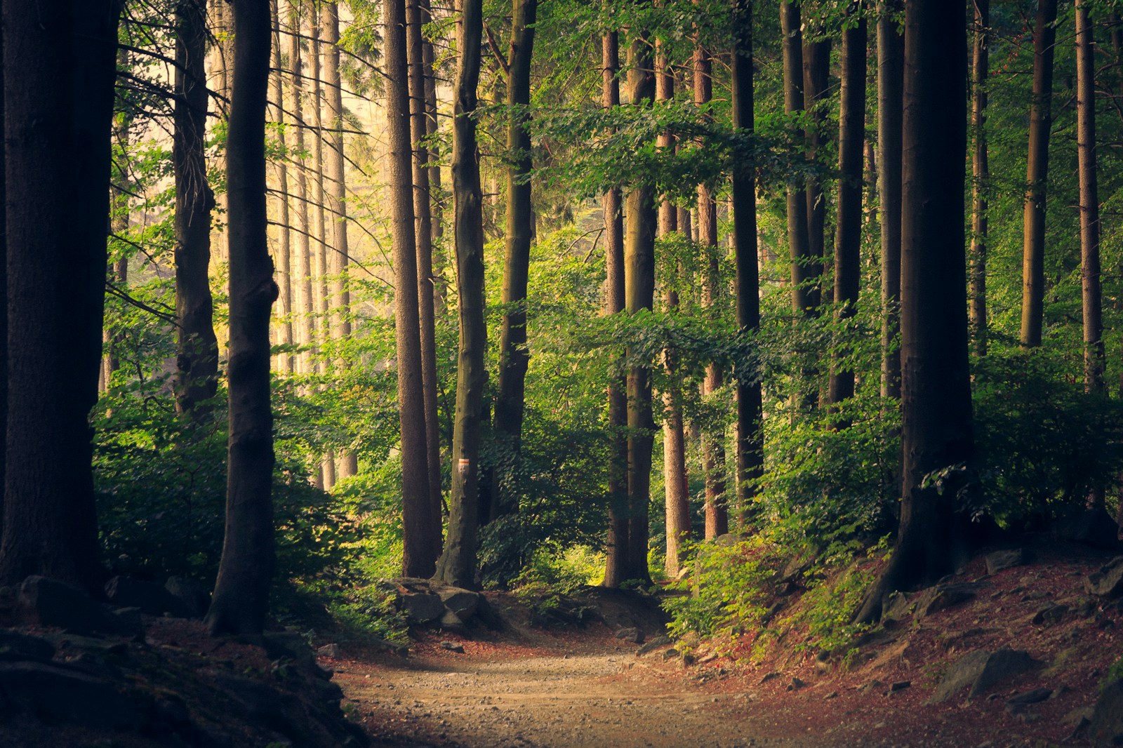 Sunlight falling through a lush green forest